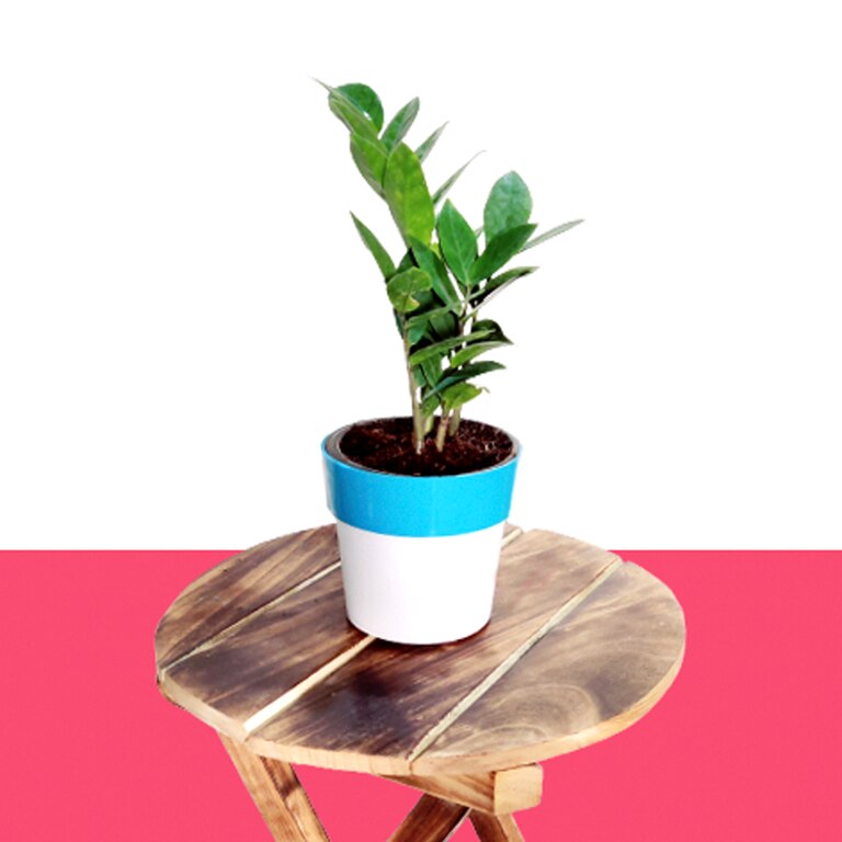 Air Purifier Indoor Plants For Home - ZZ Plant (Dual Color Pot)